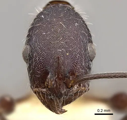 Temnothorax bermudezi specimen CASENT0914185 image casent0914185_2