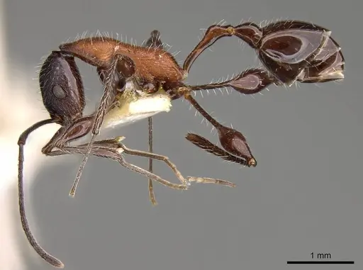 Temnothorax bermudezi specimen CASENT0914185 image casent0914185_3