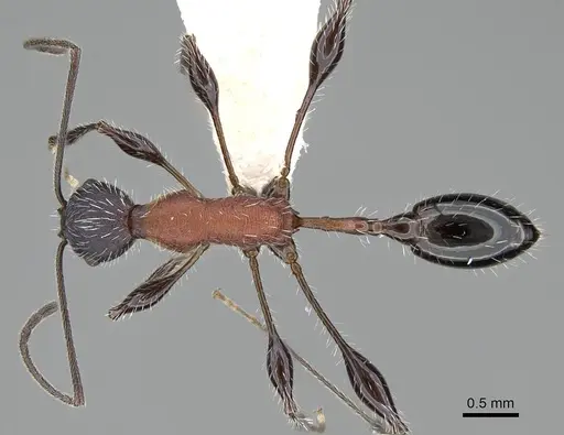 Temnothorax bermudezi specimen CASENT0916002 image casent0916002_1