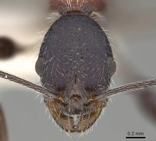 Temnothorax bermudezi specimen CASENT0916002 image casent0916002_2