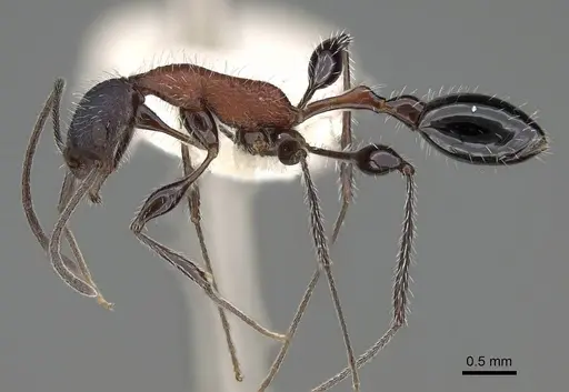 Temnothorax bermudezi specimen CASENT0916002 image casent0916002_3