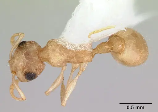 Temnothorax bestelmeyeri specimen CASENT0172986 image casent0172986_1