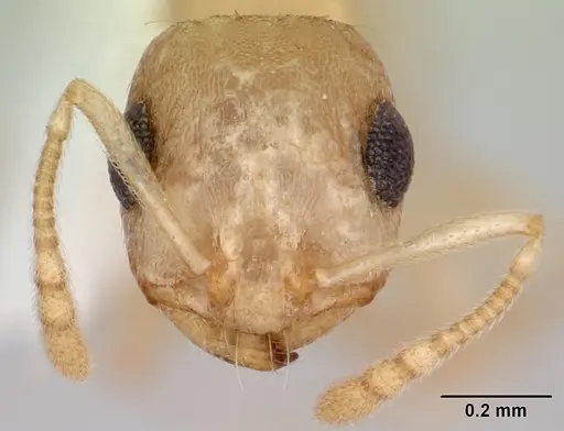 Temnothorax bestelmeyeri specimen CASENT0172986 image casent0172986_2