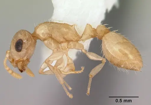 Temnothorax bestelmeyeri specimen CASENT0172986 image casent0172986_3