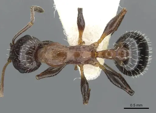Temnothorax bimbache specimen CASENT0911246 image casent0911246_1