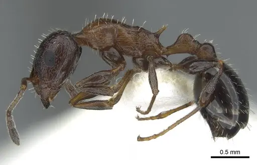 Temnothorax bimbache specimen CASENT0911246 image casent0911246_3