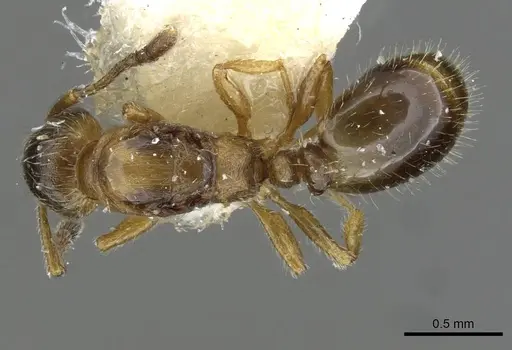 Temnothorax birgitae specimen CASENT0911155 image casent0911155_1