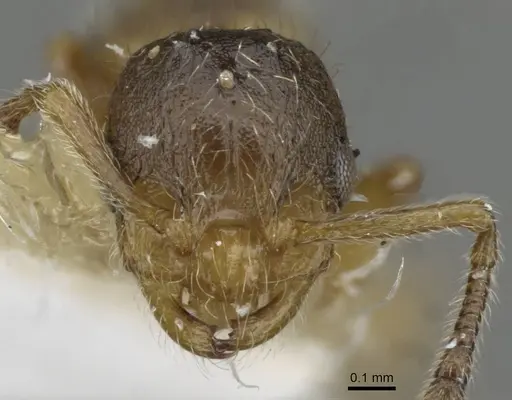 Temnothorax birgitae specimen CASENT0911155 image casent0911155_2