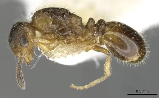 Temnothorax birgitae specimen CASENT0911155 image casent0911155_3