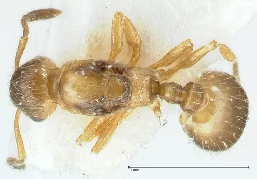 Temnothorax birgitae specimen FOCOL1844 image focol1844_1
