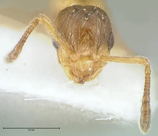 Temnothorax birgitae specimen FOCOL1844 image focol1844_2