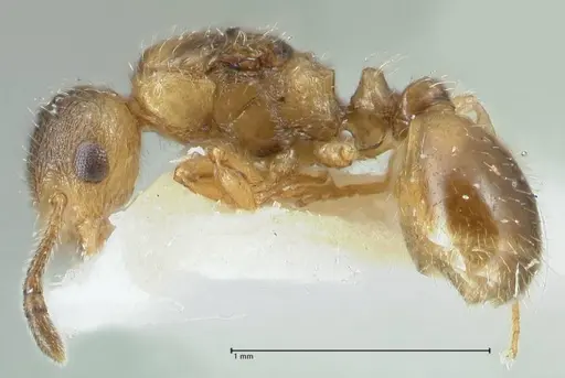 Temnothorax birgitae specimen FOCOL1844 image focol1844_3