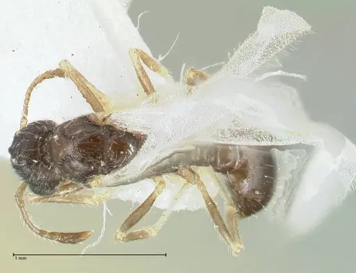 Temnothorax birgitae specimen FOCOL1845 image focol1845_1
