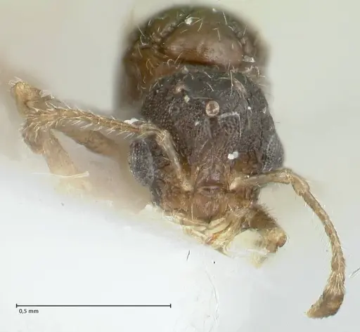 Temnothorax birgitae specimen FOCOL1845 image focol1845_2