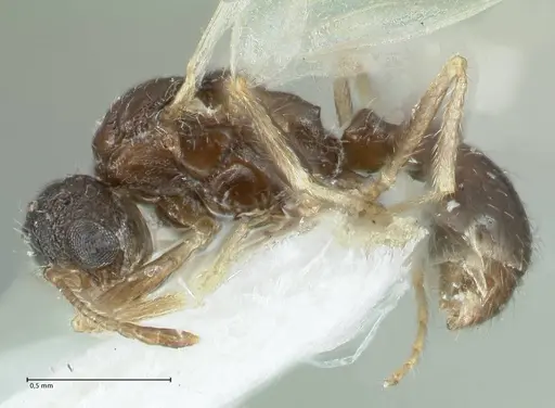 Temnothorax birgitae specimen FOCOL1845 image focol1845_3