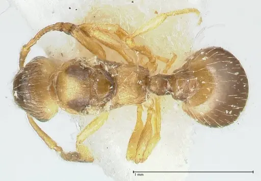 Temnothorax birgitae specimen FOCOL1846 image focol1846_1