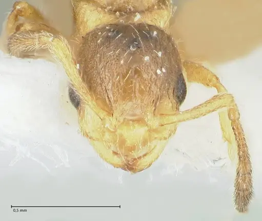 Temnothorax birgitae specimen FOCOL1846 image focol1846_2