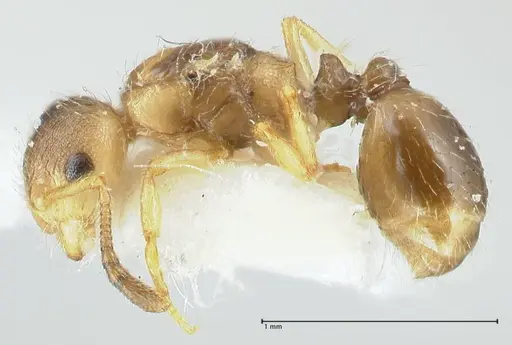 Temnothorax birgitae specimen FOCOL1846 image focol1846_3