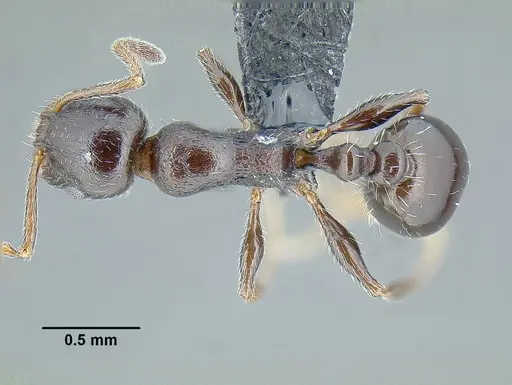 Temnothorax bison specimen CASENT0636947 image casent0636947_1