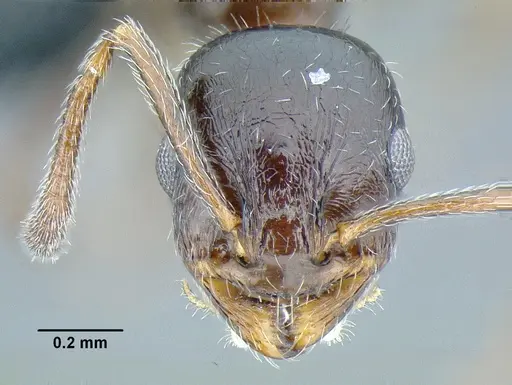 Temnothorax bison specimen CASENT0636947 image casent0636947_2