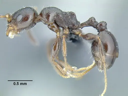 Temnothorax bison specimen CASENT0636947 image casent0636947_3