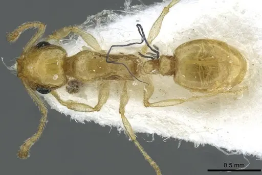 Temnothorax blascoi specimen CASENT0911186 image casent0911186_1
