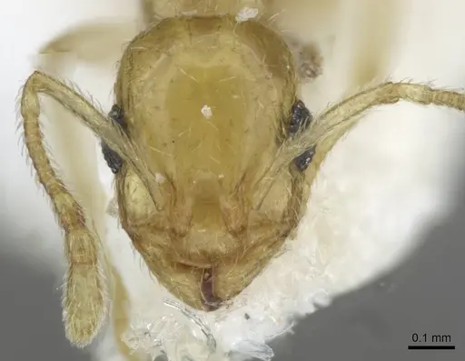 Temnothorax blascoi specimen CASENT0911186 image casent0911186_2