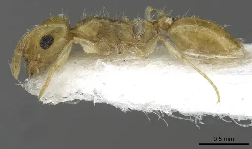 Temnothorax blascoi specimen CASENT0911186 image casent0911186_3