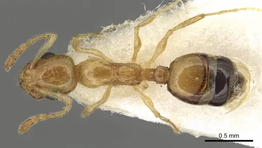 Temnothorax blascoi specimen CASENT0915385 image casent0915385_1