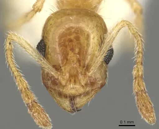 Temnothorax blascoi specimen CASENT0915385 image casent0915385_2