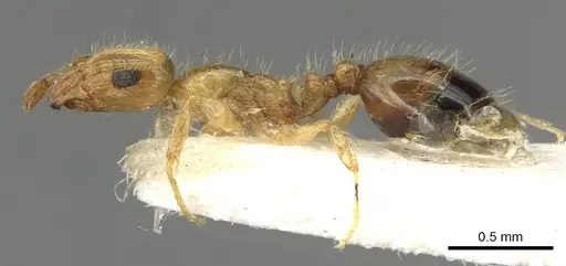 Temnothorax blascoi specimen CASENT0915385 image casent0915385_3