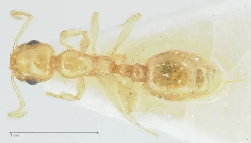 Temnothorax blascoi specimen FOCOL1812 image focol1812_1