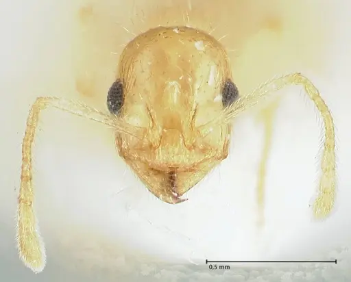 Temnothorax blascoi specimen FOCOL1812 image focol1812_2