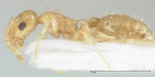 Temnothorax blascoi specimen FOCOL1812 image focol1812_3