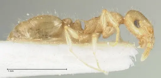 Temnothorax blascoi specimen FOCOL1812 image focol1812_4