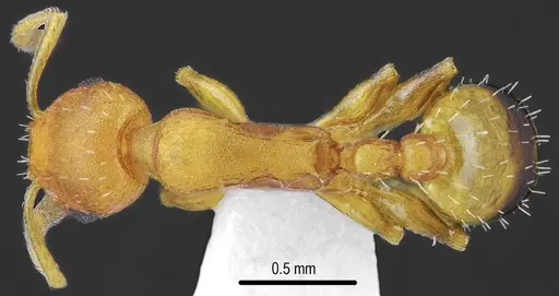 Temnothorax brackoi specimen CASENT0846669 image casent0846669_1