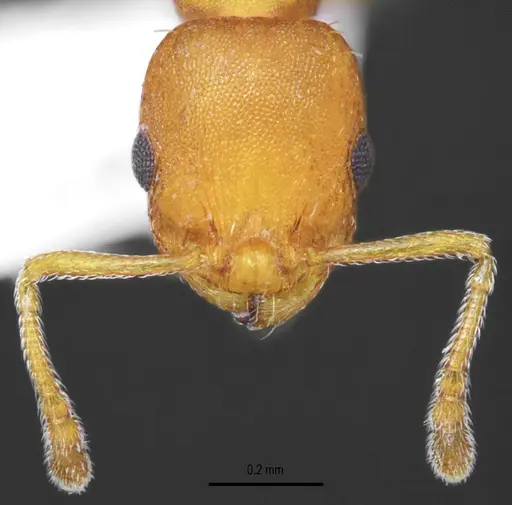 Temnothorax brackoi specimen CASENT0846669 image casent0846669_2