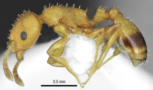 Temnothorax brackoi specimen CASENT0846669 image casent0846669_3