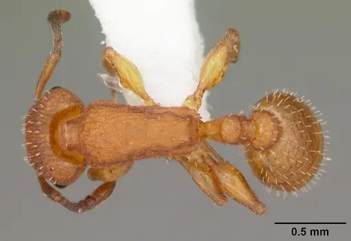 Temnothorax bradleyi specimen CASENT0104011 image casent0104011_1