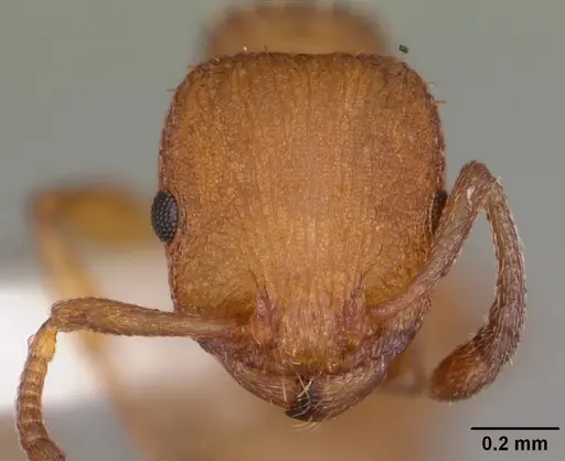 Temnothorax bradleyi specimen CASENT0104011 image casent0104011_2