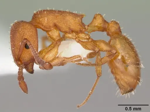 Temnothorax bradleyi specimen CASENT0104011 image casent0104011_3
