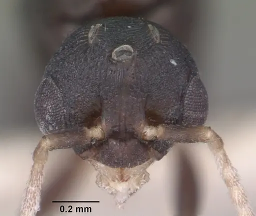 Temnothorax bradleyi specimen CASENT0104013 image casent0104013_2