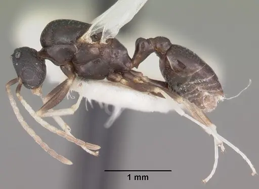 Temnothorax bradleyi specimen CASENT0104013 image casent0104013_3