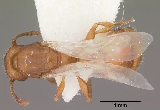 Temnothorax bradleyi specimen CASENT0104014 image casent0104014_1