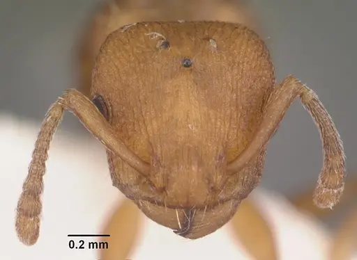 Temnothorax bradleyi specimen CASENT0104014 image casent0104014_2