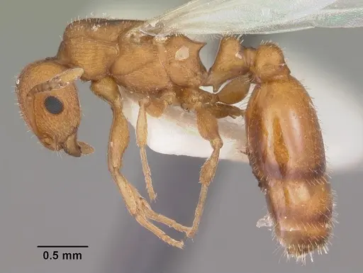 Temnothorax bradleyi specimen CASENT0104014 image casent0104014_3