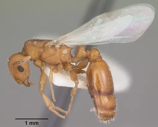 Temnothorax bradleyi specimen CASENT0104014 image casent0104014_4