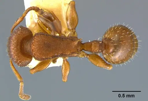 Temnothorax bradleyi specimen CASENT0105869 image casent0105869_1