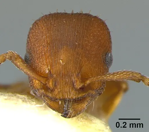 Temnothorax bradleyi specimen CASENT0105869 image casent0105869_2