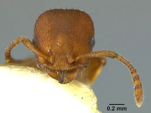Temnothorax bradleyi specimen CASENT0105869 image casent0105869_3